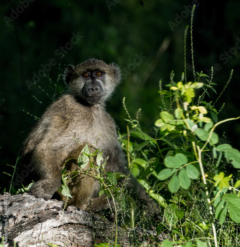 portrait of baboon