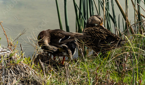 duck and ducklings
