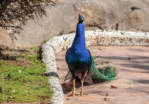 Pavo real en un parque  photo