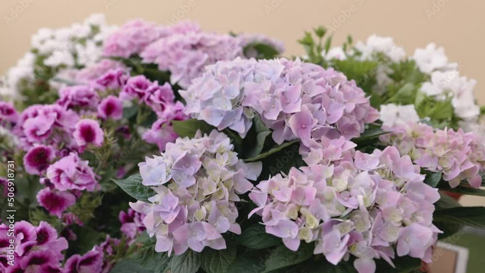 Beautiful blooming hydrangea flowers in garden. Beautiful blooming hydrangea flowers in garden.