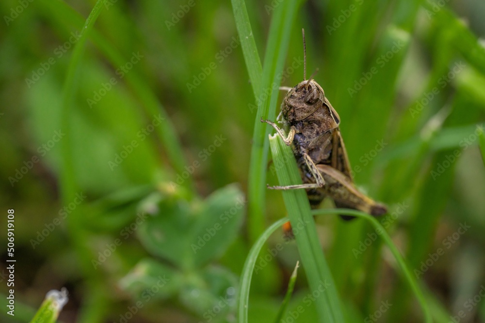 Um gafanhoto sobre a relva verde, alimentando-se da relva. Um gafanhoto sobre a relva verde, alimentando-se da relva.