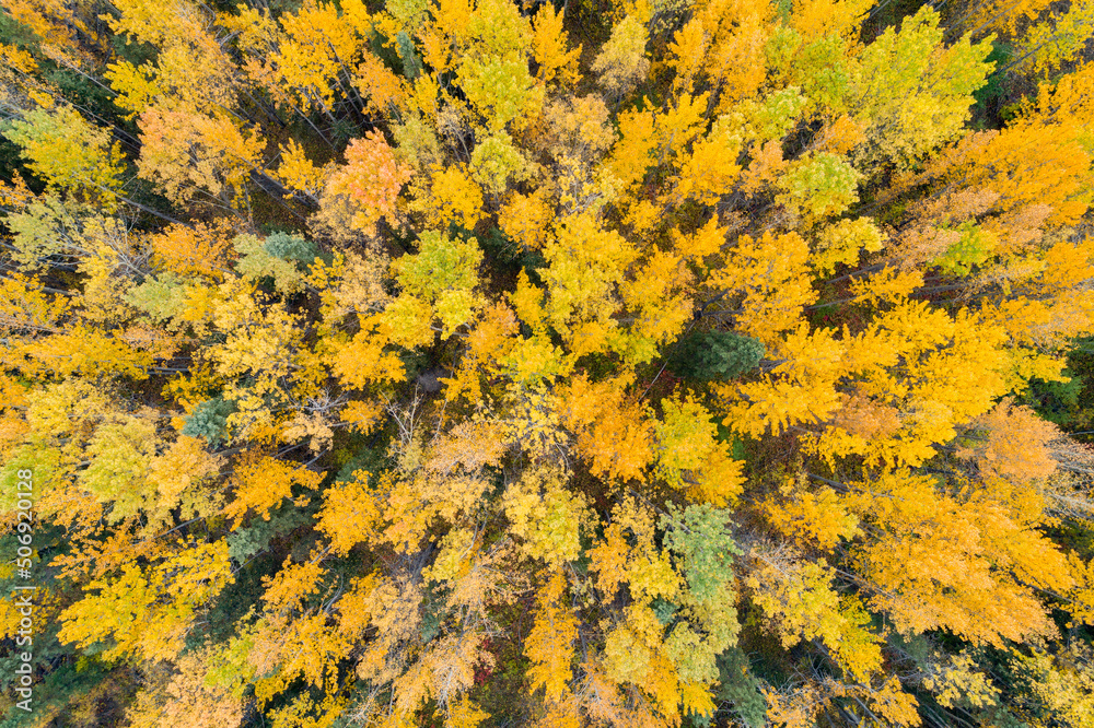 Aerial view of trees in yellow autumn colors