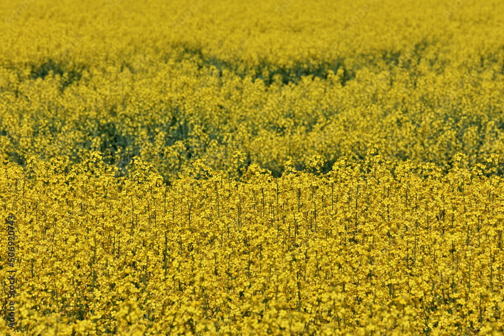 Full Frame Close up of Yellow Canola Flowers in a Farm Field on a Breezy and Sunny Day Full Frame Close up of Yellow Canola Flowers in a Farm Field on a Breezy and Sunny Day