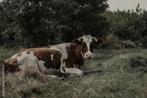 cows in the field