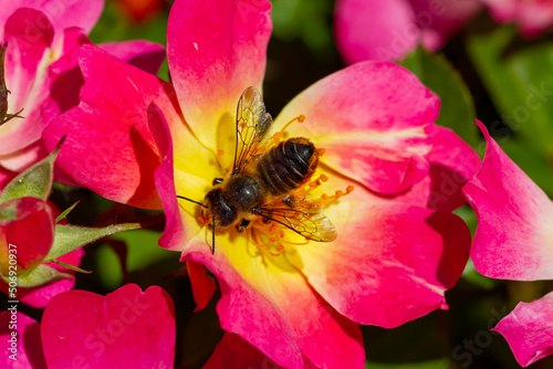 Bees collecting pollen from flowers. Collecting bees. Winged insects. Bee perched on a flower with red petals and yellow pistils.