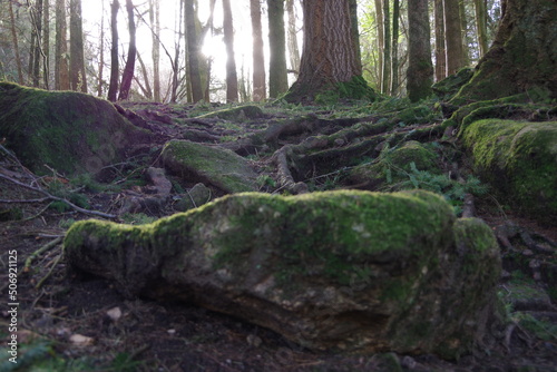 moss covered tree