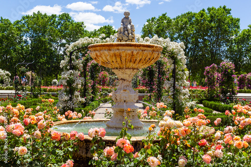Fototapeta Naklejka Na Ścianę i Meble -  Botanical garden of Madrid in the Retiro park. Rose garden in spring. Flower-filled gardens with fountains and metal arches.