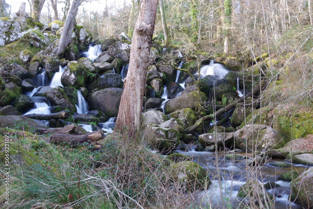 Fototapeta premium stream in the forest