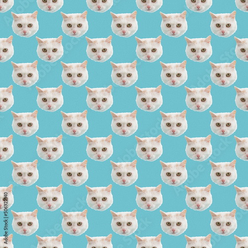The muzzle of a white fluffy cat peeking out of a hole in blue background. 