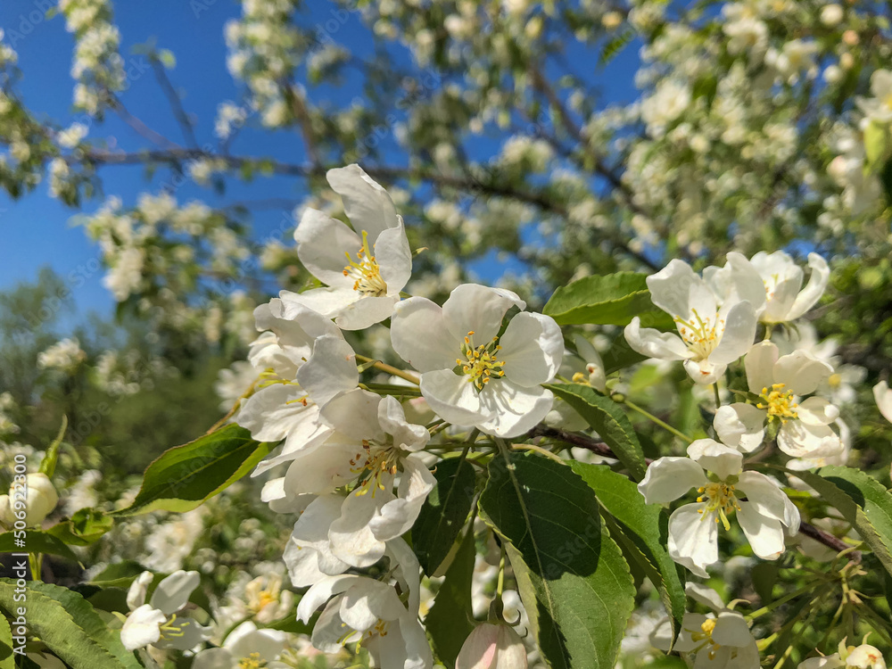 White fragrant flowers of a wild-growing apple tree. Abundant flowering. High quality photo