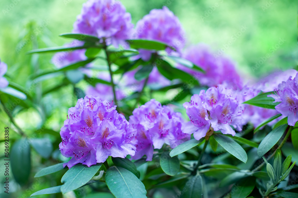 fioletowy rododendron w ogrodzie, catawbiense grandiflorum