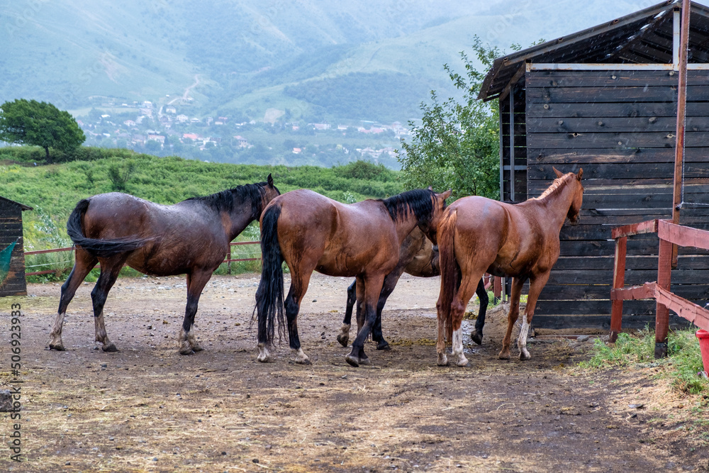 Fototapeta premium horses in the farm