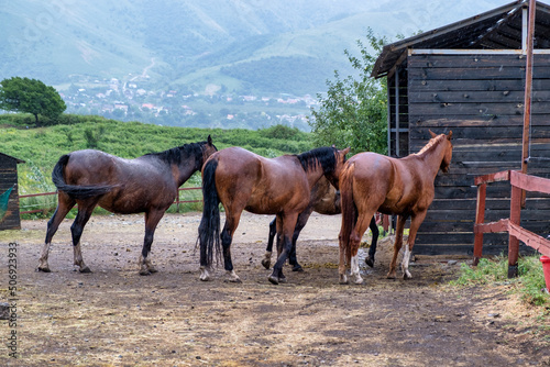 horses in the farm