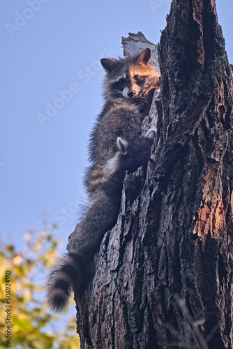 Junge Nordamerikanische Waschbären ( Procyon lotor ). photo