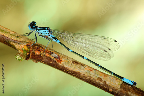 blue dragonfly on a stick