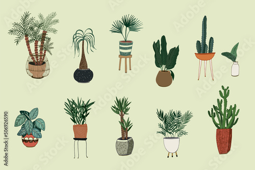 Home potted plants vector illustrations set