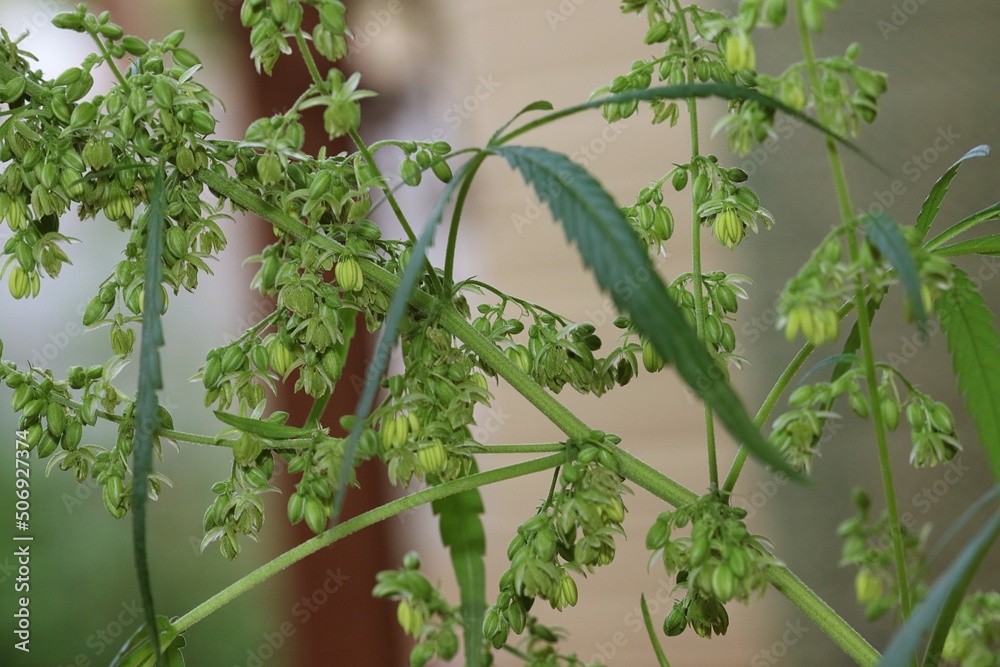 beautiful-closeup-of-a-male-weed-cannabis-plant-where-you-can-see-the