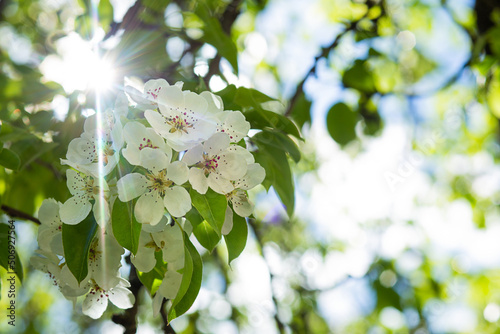 A blooming pear branch with white flowers on a bokeh background.
