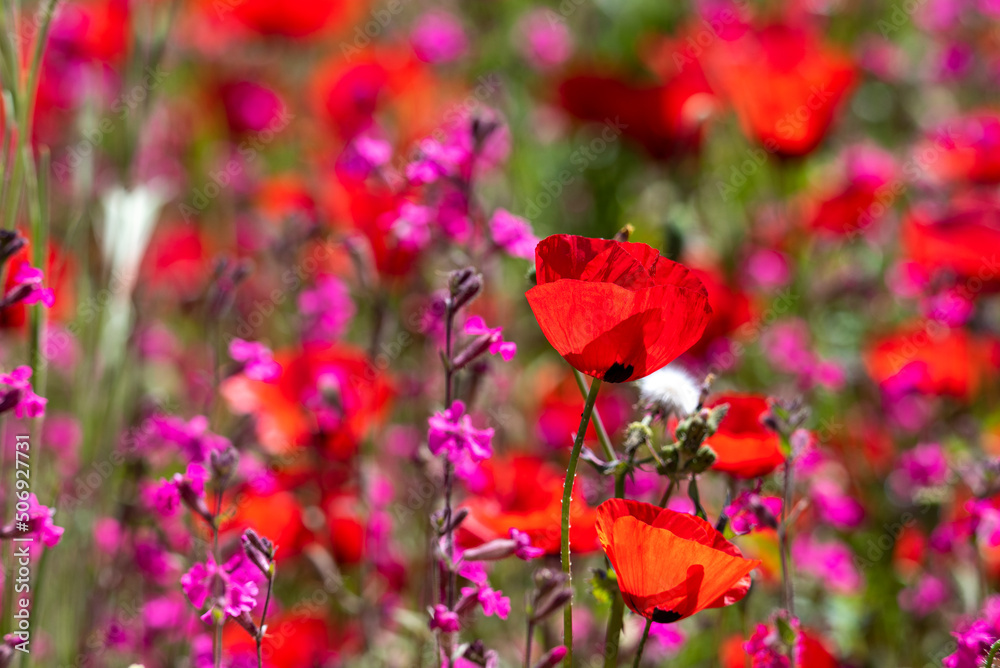 Poppy field on a sunny day Poppy field on a sunny day