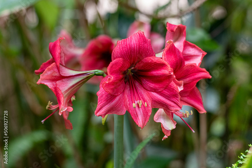 Картината върху платно hippeastrum red Red Amaryllis flower blooms in garden, Amaryllis or Hippeastrums