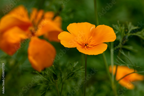 Beautiful yellow escholzia flower. High quality photo  background 