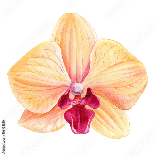 Orchid on an isolated white background, watercolor botanical illustration. Flora painting, tropical flower