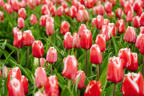 Red and white fringed tulips Canasta bloom in a garden in May 2022