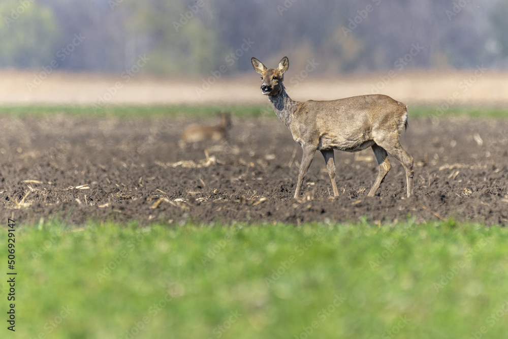 Female roe deer (Capreolus capreolus) walking in field at end of winter. Female roe deer (Capreolus capreolus) walking in field at end of winter.