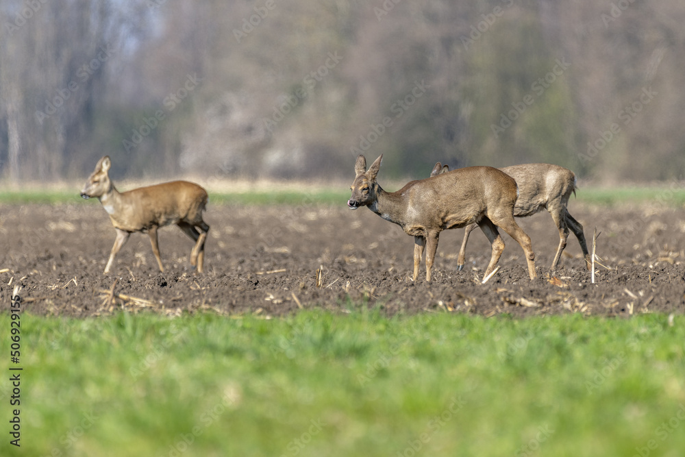 Fototapeta premium Female roe deer (Capreolus capreolus) walking in field at end of winter.