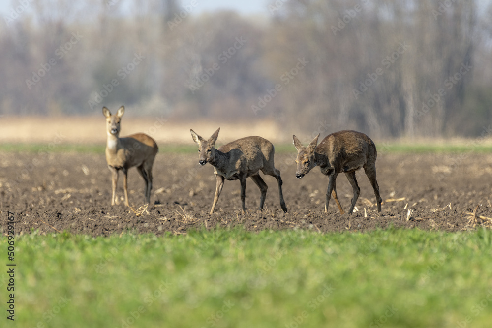 Naklejka premium Female roe deer (Capreolus capreolus) walking in field at end of winter.