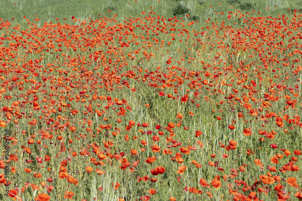 Fields filled with poppies in spring in plain.