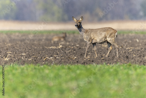 Female roe deer (Capreolus capreolus) walking in field at end of winter.