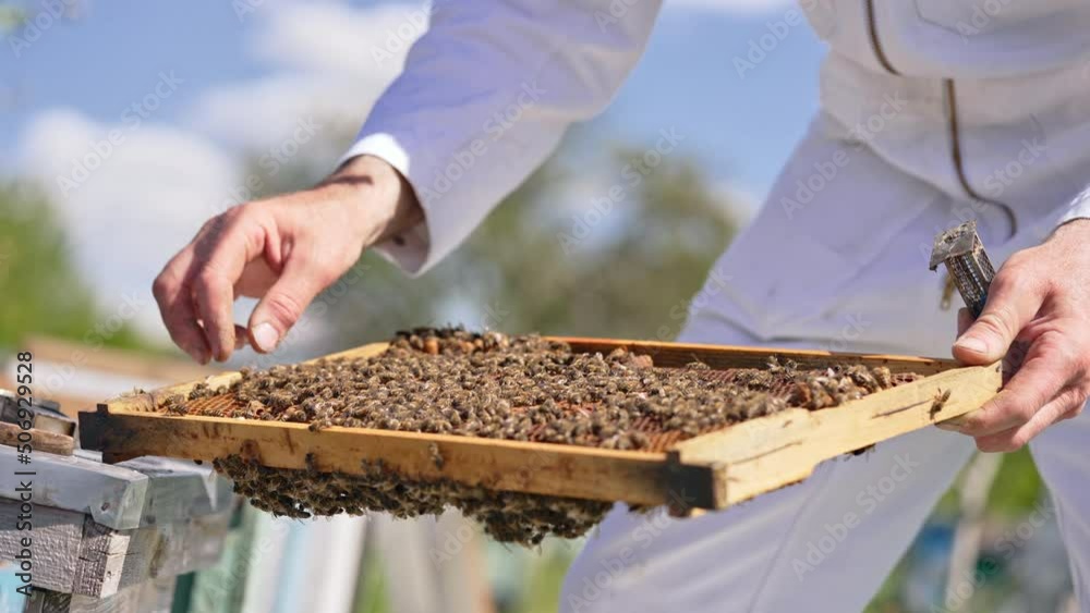 Male hands hold the frame totally covered with bee brood. Man tries to separate bee queen and put into tiny cage. Close up.
