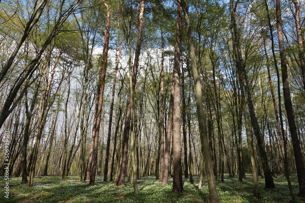 Deciduous forest in spring in Ukraine. Deciduous forest in spring in Ukraine.