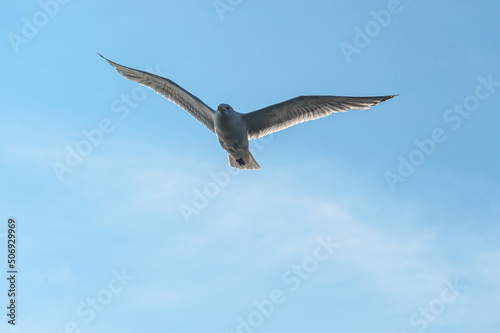 Seagull soaring in a blue sky.