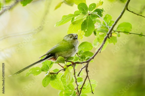 Obraz na płótnie A long-tailed tit, a cute white, brown and black songbird, perching on a branch surrounded with green leaves. Spring day in nature. Blurry background. w salonie
