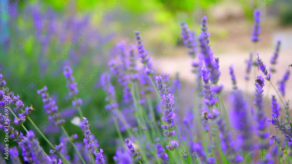 lavender garden and honey bees lavender garden and honey bees