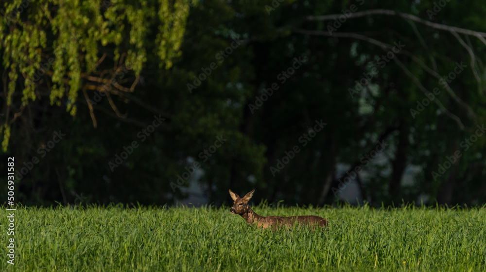 Female roe deer on green spring meadow near forest Female roe deer on green spring meadow near forest