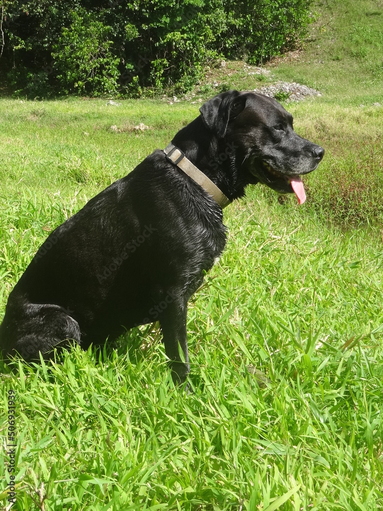 Un beau chien noir assis dans un champ