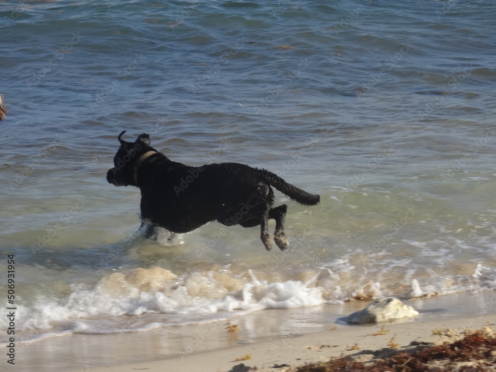 Un beau chien noir saute dans la mer Un beau chien noir saute dans la mer