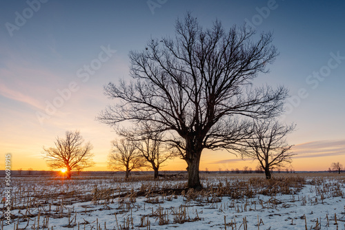 Beautiful silhouettes of oak trees in a field in spring at sunrise. © Uladzimir