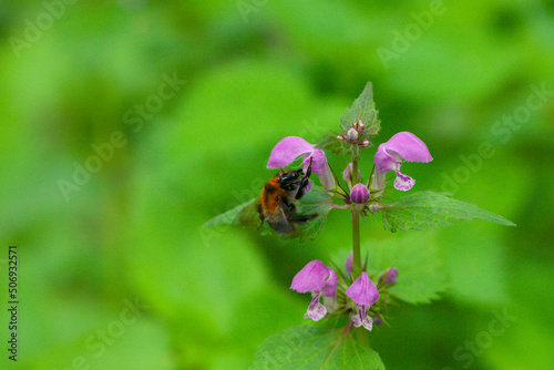 Bumblebee pollinating a flower in the forest