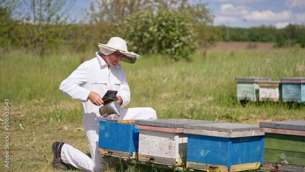 Busy apiarist kneeled near the beehive and uses smoker. Angry bees swarming around the man. Nature backdrop in blur. Busy apiarist kneeled near the beehive and uses smoker. Angry bees swarming around the man. Nature backdrop in blur.