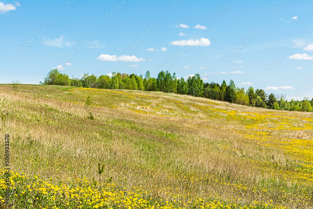 Fototapeta premium Scenic views of the hills covered with grass and flowers, blue sky and white clouds on a sunny day