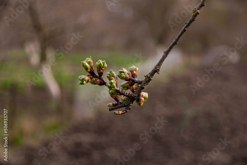 Valokuva Cherry branch with young leaves