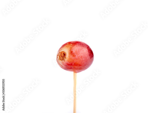 Close-up of a ripe grape berry on a wooden stick against a white background.