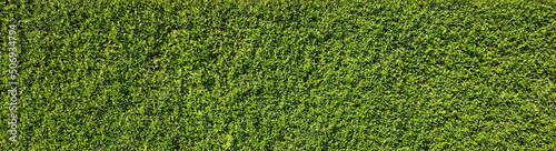 texture of green plant wall 