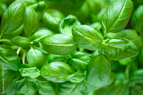 Basil  green growing leaves  top view  selective focus.