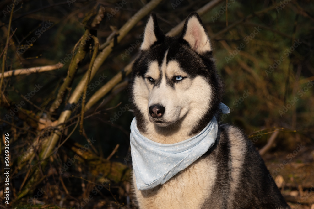 Husky portrait. A dog with blue eyes and a blue scarf. Husky in the forest. Dog muzzle close-up. There is space for text