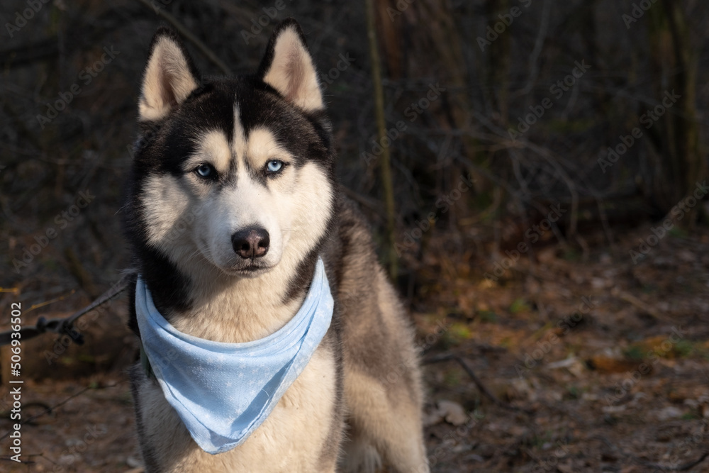 Husky portrait. A dog with blue eyes and a blue scarf. Husky in the forest. Dog muzzle close-up. There is space for text Husky portrait. A dog with blue eyes and a blue scarf. Husky in the forest. Dog muzzle close-up. There is space for text